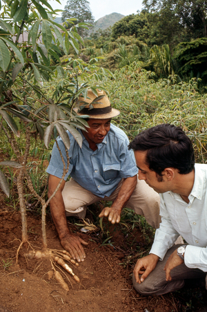 A farm extension agent from the I.C.A. inspects yucca plants grown by Pedro Gomez o..., 1970 (photo)