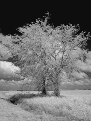 Natchez Trace Parkway, Mississippi 2007 (photo)