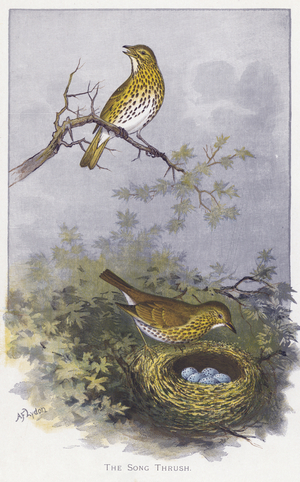 The Song Thrush (chromolitho)