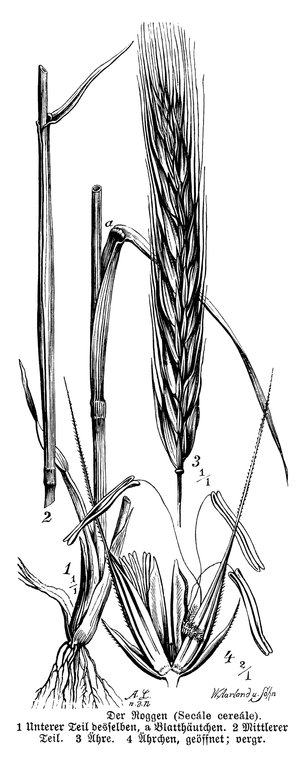 Rye