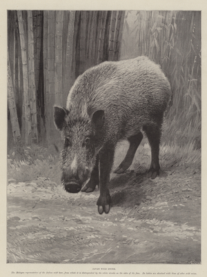 Javan Wild Swine (engraving)