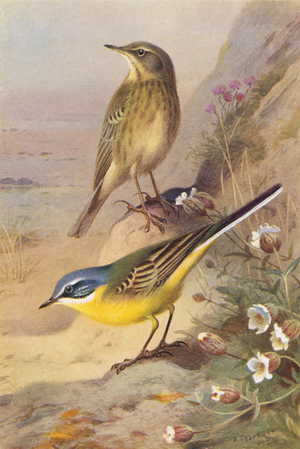 Rock-Pipit, Blue-Headed Wagtail (colour litho)