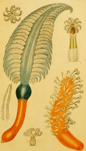 Quill Pen Coral