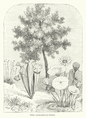 The Sassafras-Tree (engraving)
