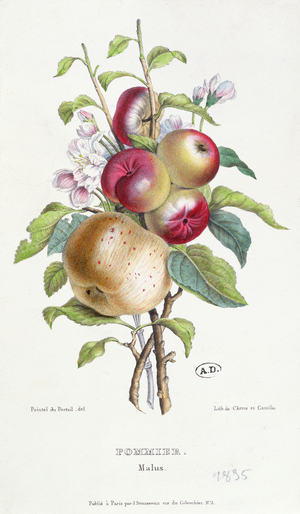 Apple Tree (Malus), c.1835 (colour litho)