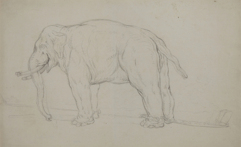 An Elephant tethered, standing facing left (black chalk on paper)