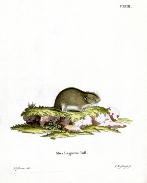 Steppe Lemming (coloured engraving)