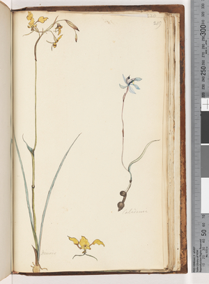 Page 219. Caladenia / Diuris two plants (w/c)