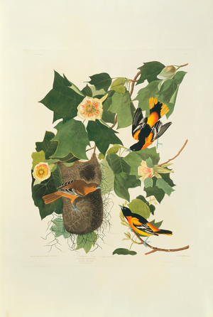 Icterus galbula, Baltimore Oriole, Plate 12 from John James Audubon's Birds of America, original double elephant folio, 1827-30 (hand-coloured aquatint)
