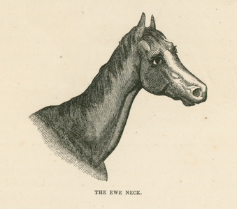 The Ewe Neck (engraving)