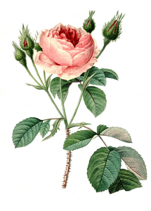 Rosa muscosa, musk rose, digital reproduction of an original from the 18th century, original date unknown
