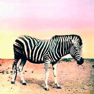 Zebra in German East Africa, c.1900/10 (photo)