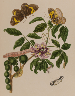 Illustration from 'Metamorphosis insectorum Surinamensium. Ofte Verandering der Surinaamsche Insecten', published in 1705 (coloured engraving)