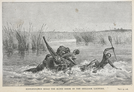 Hippopotamus kills the blind sheik in the Shillook country.