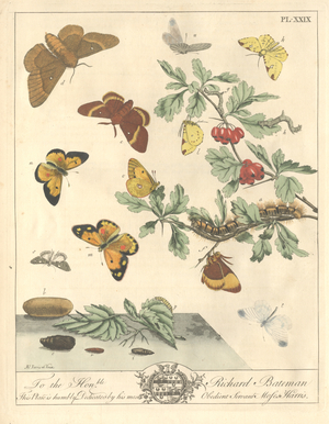 Plate XXIX
