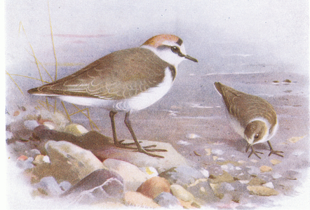 Kentish Plover, from Birds of the British Isles and Their Eggs published by Frederick Warne & Co Ltd, 1958 (colour litho)
