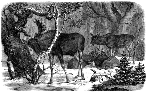 Moose