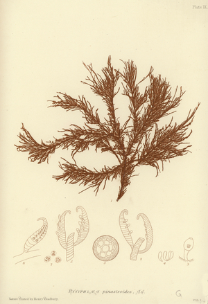 British Sea-Weed (nature printed)