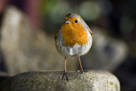 Robin (Erithacus rubecula) with winter plumage, Gower, South Wales, UK (photo)