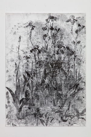 Black Irises, 2022 (monoprint on paper)