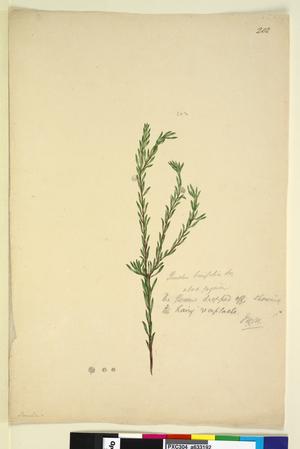 Page 202. Pimelia linifolia, c.1803-06 (watercolour, pen, ink and pencil)