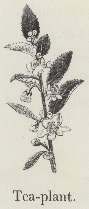 Tea plant (engraving)