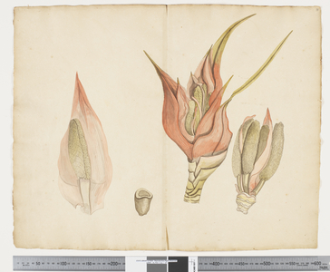 F.33 Freycinetia baueriana, c.1790-95 (ink & w/c on paper)
