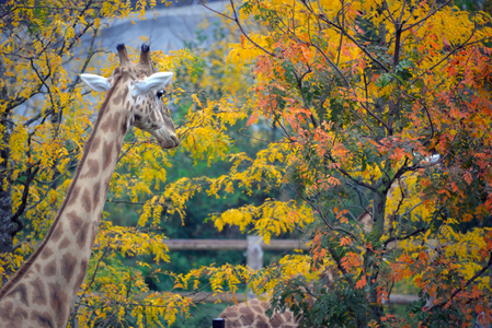 28902N ZOO de VINCENNES PARIS?