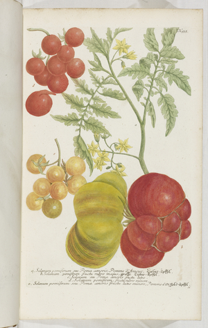 Solanum, 1737 (engraving)