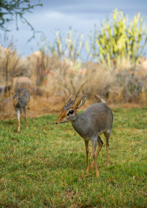 Kirk's dik-dik, Samburu county, Samburu national reserve, Kenya, Africa (photo)