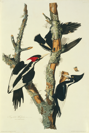 Campephilus principalis, ivory-billed woodpecker, illustration from 'Birds of America' (hand-coloured aquatint)