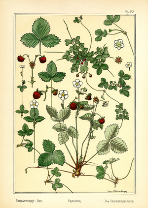 The Strawberry-Bed (colour litho)