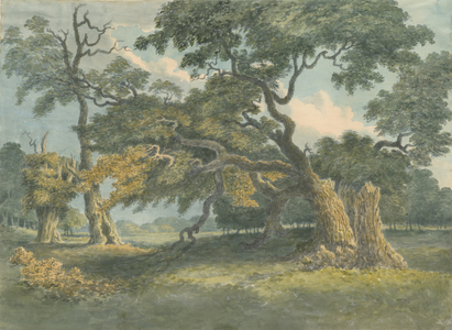 Needwood - Oak Tree: water colour painting, nd [?19th cent] (painting)