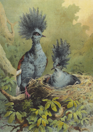 Crowned pigeon (chromolitho)