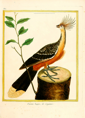 Crested Hoatzin from Cayenne (print)