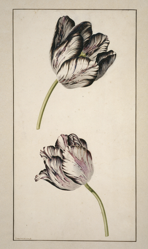 Tulipa cultivar