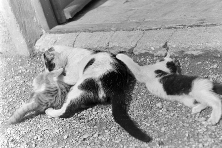 Cats you see on vacation, Germany 1930s (b/w photo)