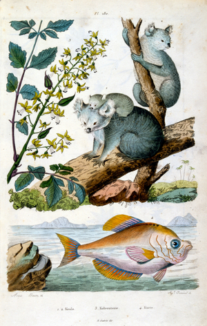 Koala Bear and Fish. Botanical and zoological illustration by F. E. Guérin. From Dictionnaire pittoresque d'histoire naturelle et des phénomènes de la nature-1833/1834