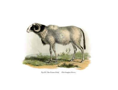 Fezzan-Sheep, 1860 (colour litho)