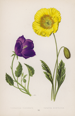 Campanula Turbinata; Papaver Nudicaule (colour litho)