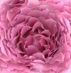Pink Rose Crop (photo)