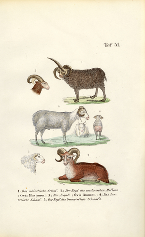 Wild Sheep and their Varieties, 1850 (lithography)