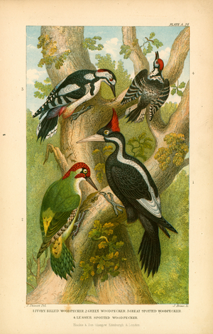 Woodpeckers (colour litho)