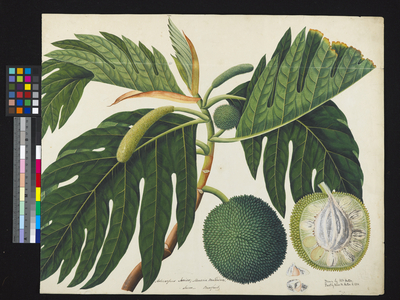 Artocarpus altilis, 1894 (watercolour)