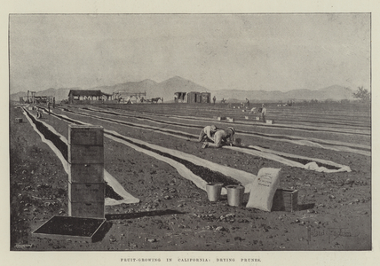 Fruit-Growing in California, drying Prunes (engraving)