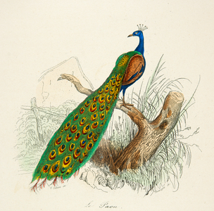 the peacock, 18th century (Engraving)