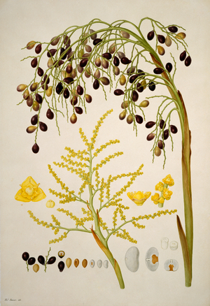 Livistona humilis