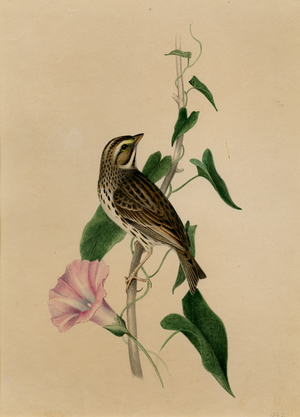 Savannah Sparrow, 1842 (w/c on paper)