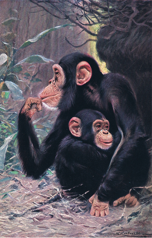 Chimpanzee, illustration from'Wildlife of the World', c.1910 (colour litho)