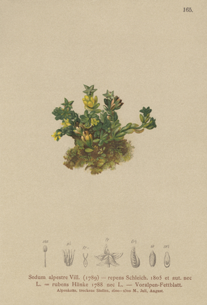 Pale Stonecrop (Sedum alpestre, Sedum repens, Sedum rubens) (colour litho)